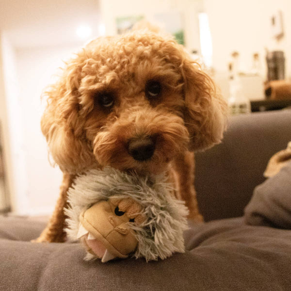 Yeti Fetch Bonus Ball Dog Toy