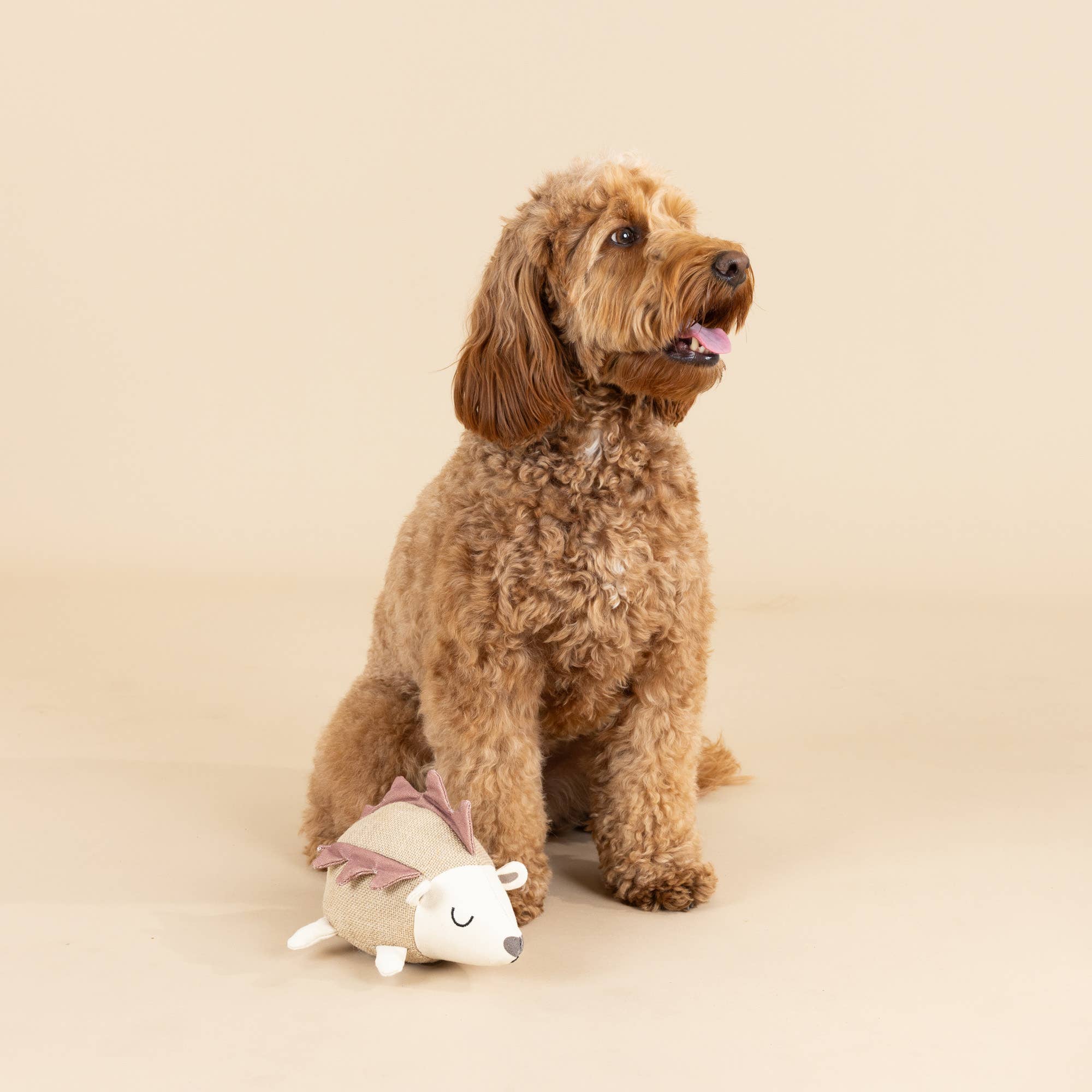 Hedgy Dog Toy
