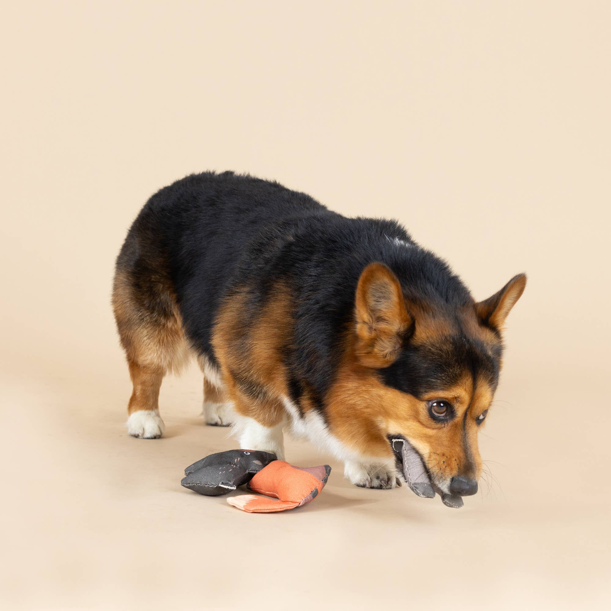 Mini Dog Toys