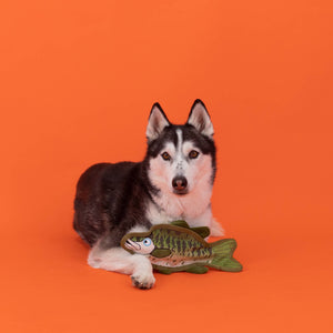 Dumb Bass Dog Toy