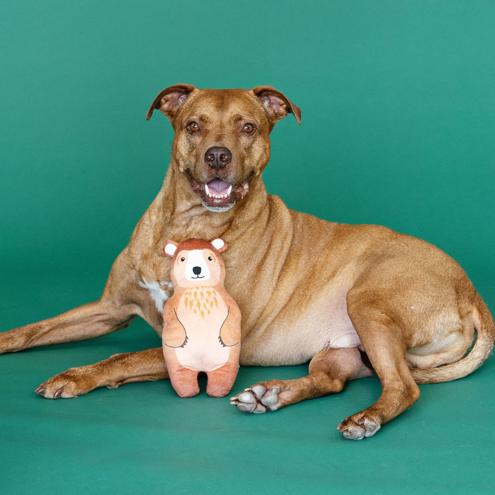 Grin and Bear It Plush Dog Toy